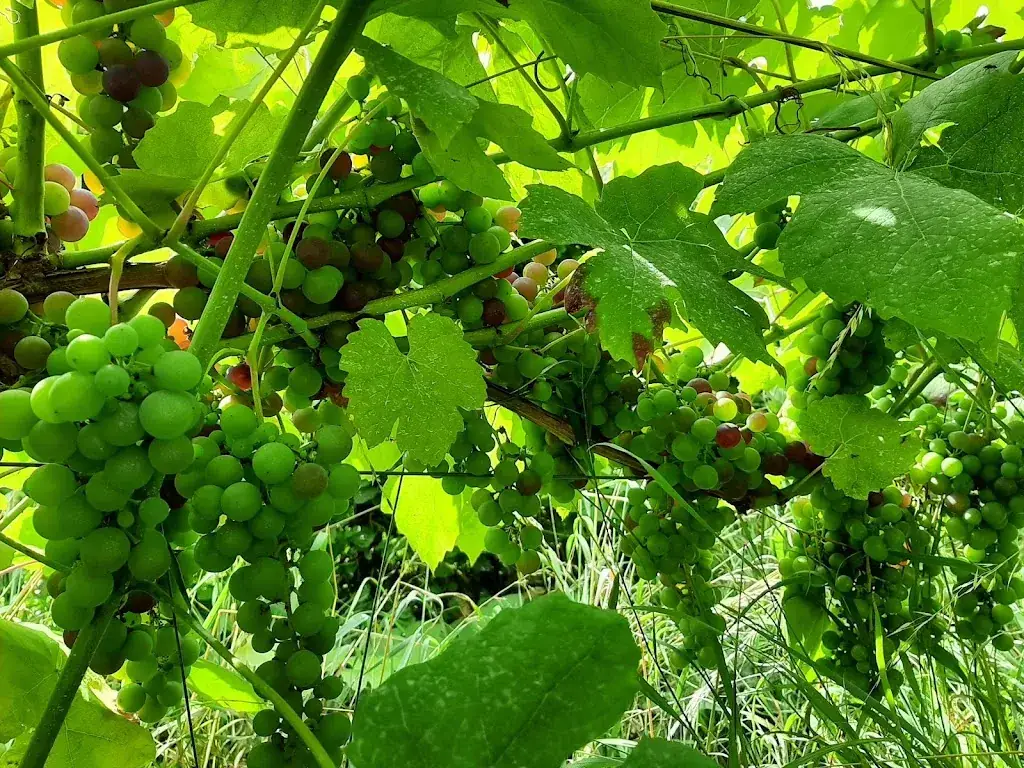 Menu_Domaine de la Bouhouille_Blegny_imagen_2