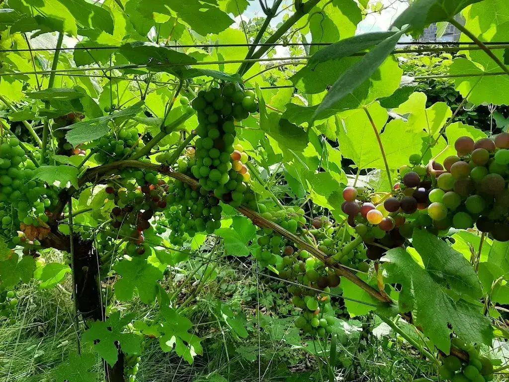 Mark De Backer_Domaine de la Bouhouille_Blegny_reseña