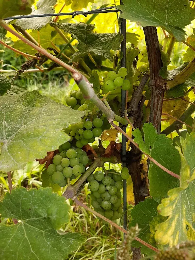 Domaine de la Bouhouille Restaurant in Blegny
