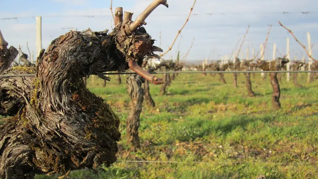 Baràbas Wijnbar_Boechout_slider_image_3