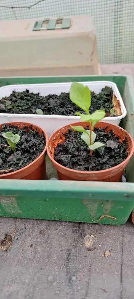 Menu_Jeanne Dusschaut_Flobecq_image_4