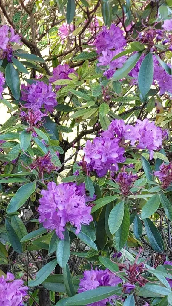 Hotel la Pitchounette Restaurant in Jalhay