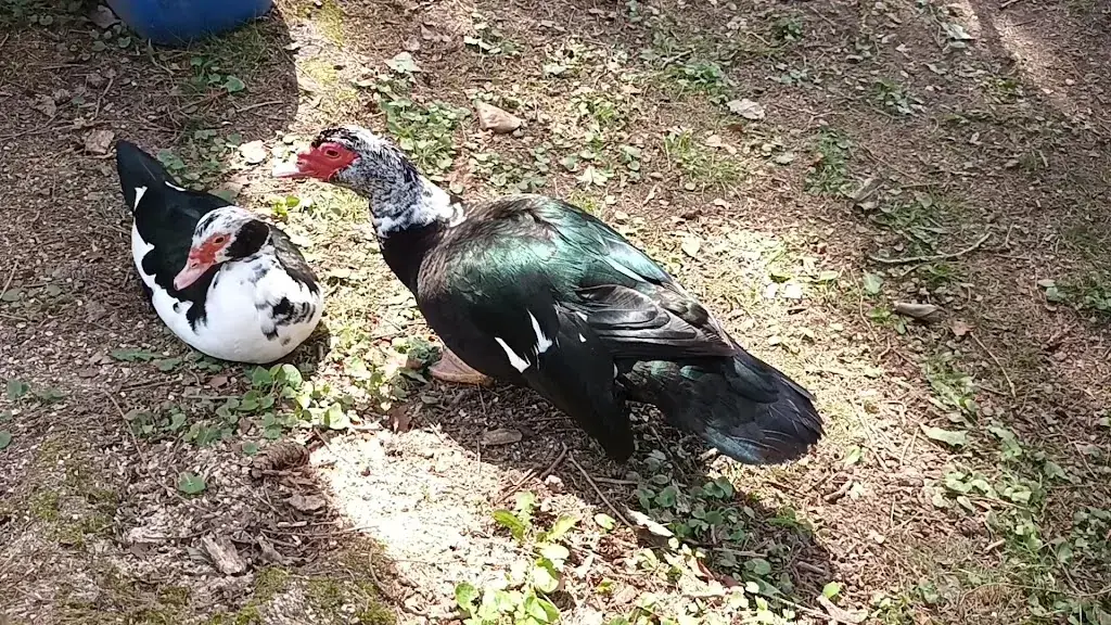 Monique Chantraine_Bistro Foyeuru_Jalhay_avis