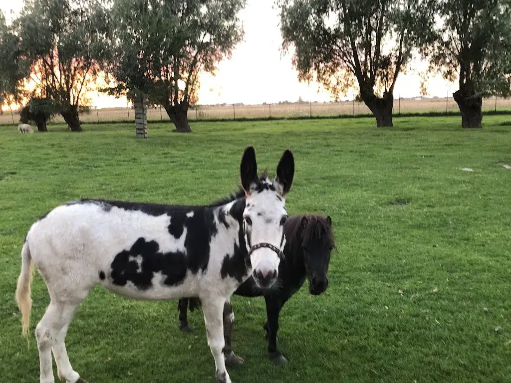 Małgorzata Różyńska_Hof ter Daele_Veurne_review