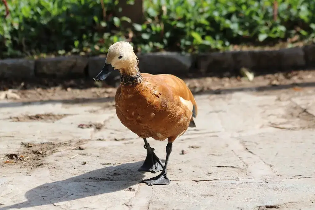 Le restaurant de la ferme_Leuze-en-Hainaut_slider_image_3
