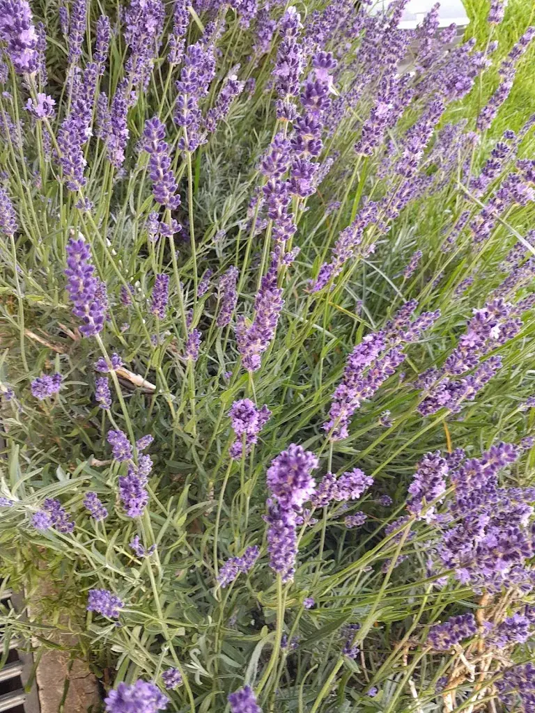 Claire Chapelle_L'Atelier de Marius_Soignies_review