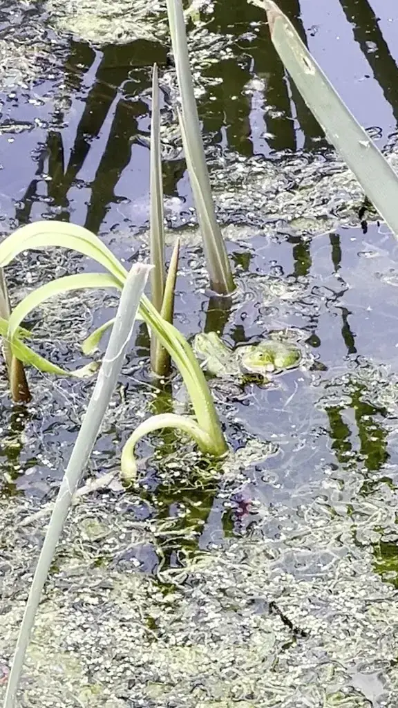 Annick Van Driessen_De Lisdodde_Lo-Reninge_Bewertung