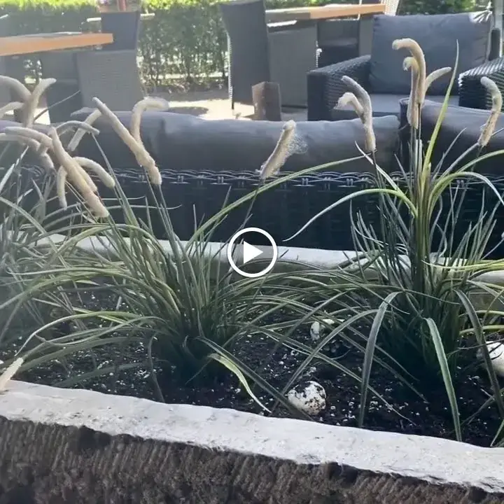 Consperanza_Pinte_slider_image_2