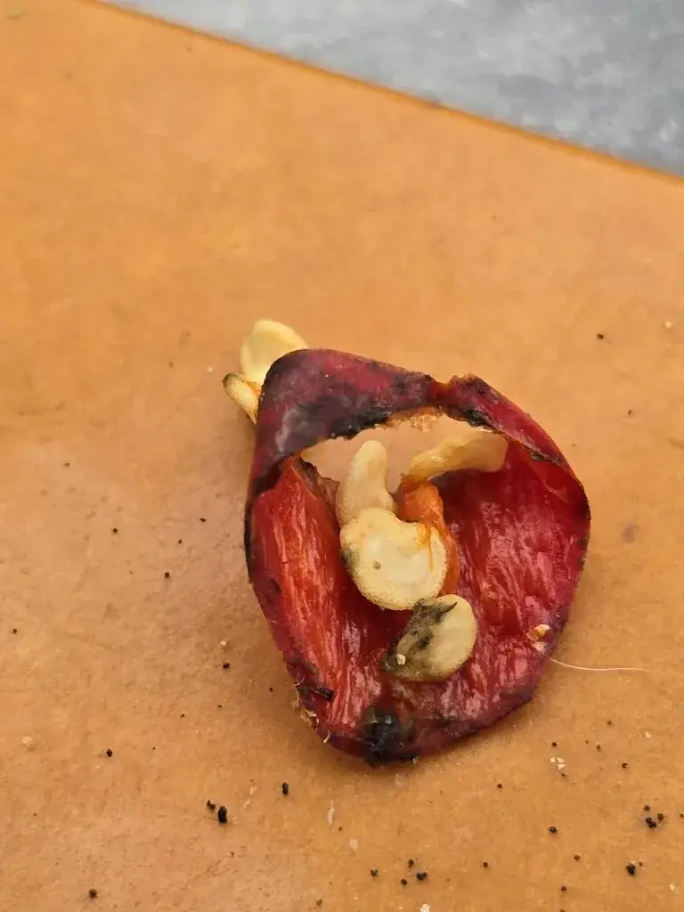 Dolph Handcreme_Colosseo_Panne_review