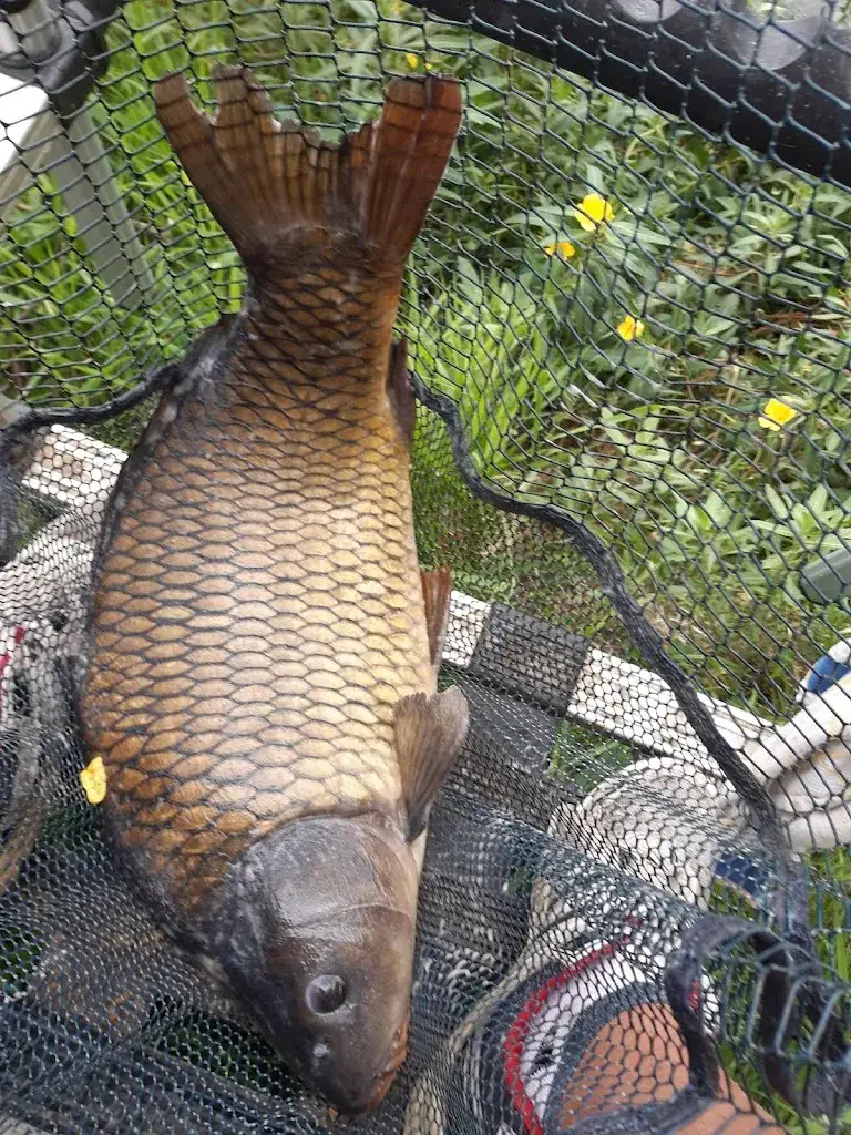 manhout Manhout_De Mandelvijver_Dentergem_review