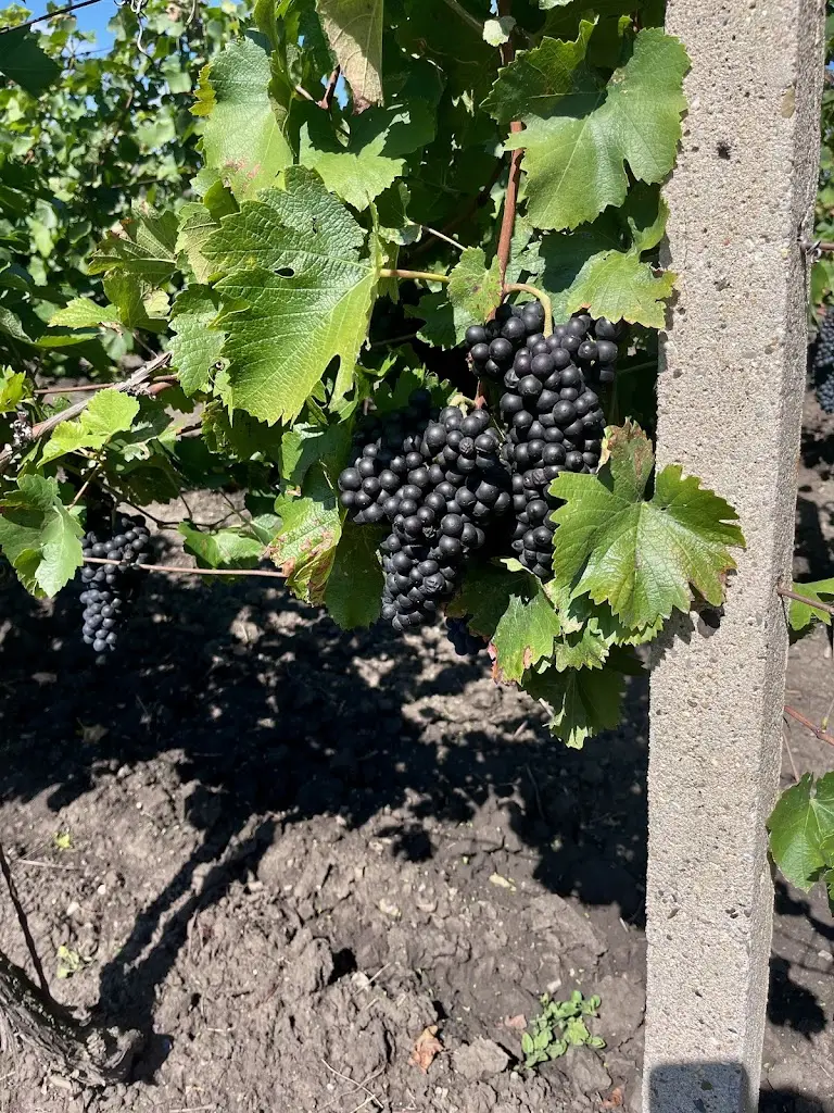 Lenka Ryšavá_Penzion a sklep u Tomčalů_Čejč_review