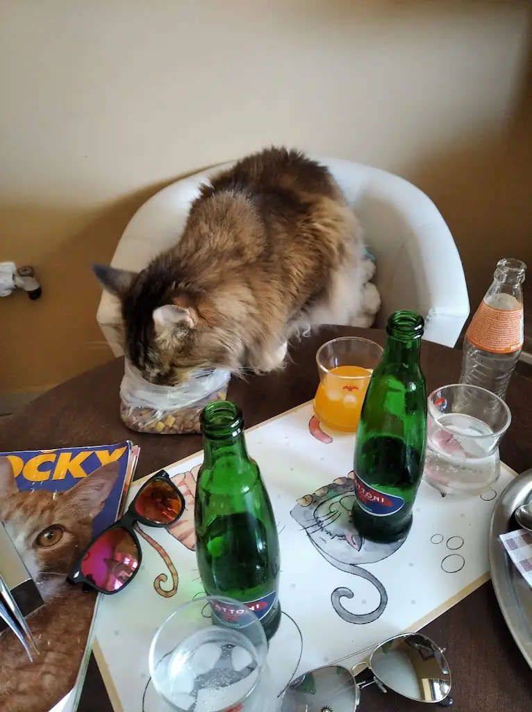 Menu_Kočičí kavárenský klub_Ivančice_image_5