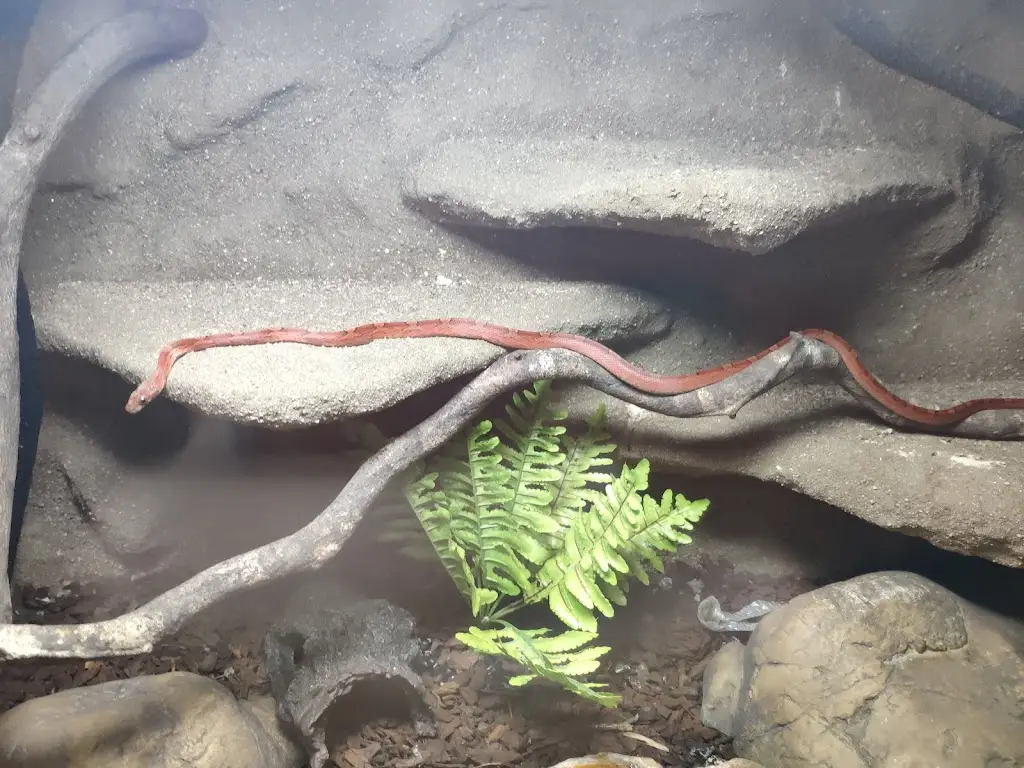 Bedřich Rudolf_Kočičí kavárenský klub_Ivančice_review