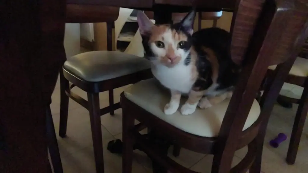 Kočičí kavárenský klub_Ivančice_slider_image_2