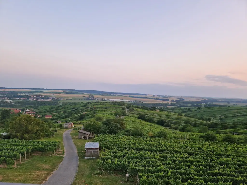 Adéla Haschková_Penzion Šarlota & Vinařství Vítek Josef_Mutěnice_review