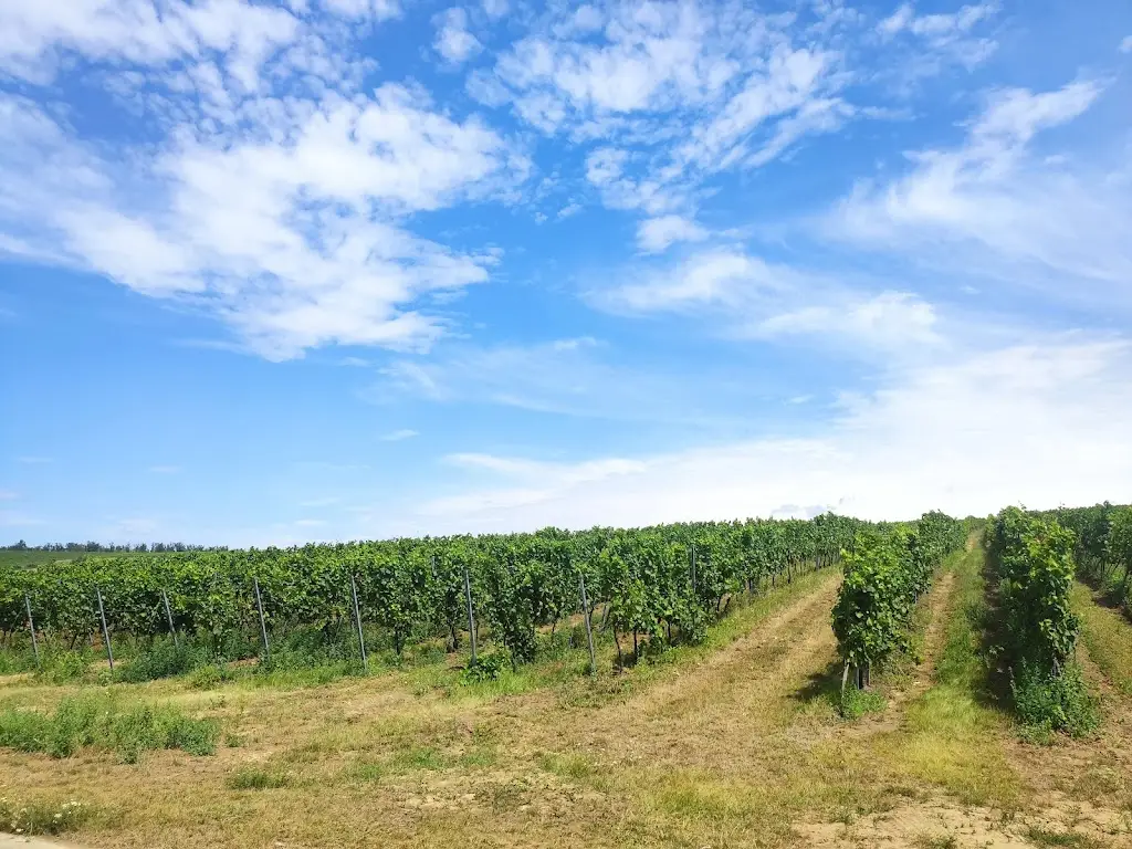 Maciej Nowakowski_Penzion_Prušánky_review