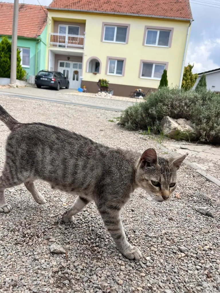 Kornel Krzymowski_KUTLOCH_Šakvice_review