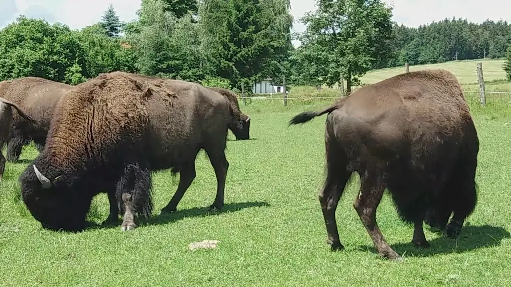 Bison Ranch_Český Rudolec_slider_image_2