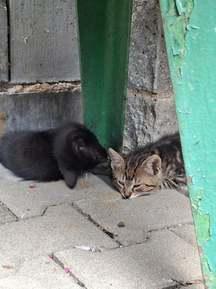 Vojtasgame Tv_Restaurace Fontána_Velké Pavlovice_review