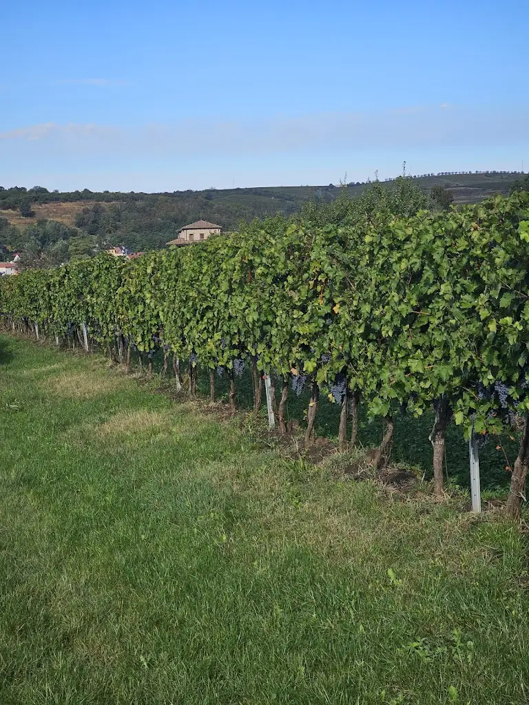 Tomek Polikowski_Penzión André_Velké Pavlovice_recensione