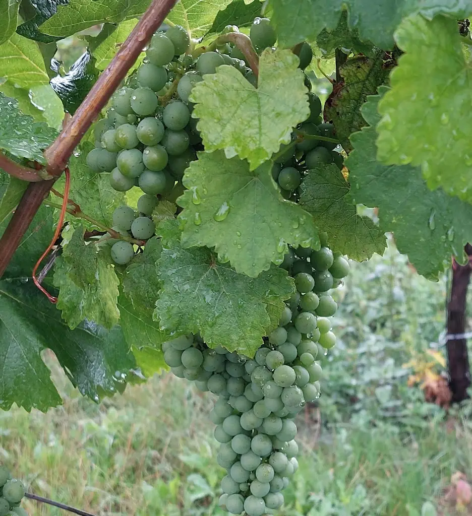 Jagina_Penzion U Školy_Velké Bílovice_review