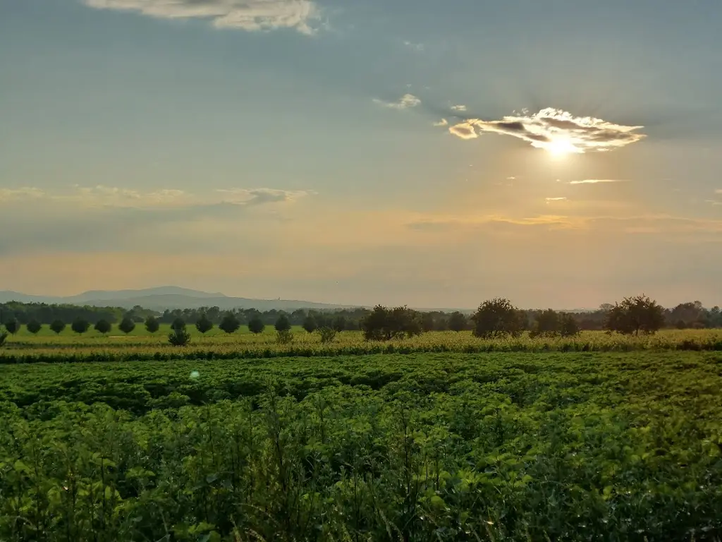 Denisa Osickova_Vinařství na Špičáku_Velké Bílovice_review