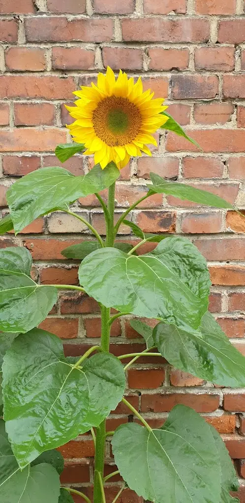 Teresa Vitousova_Restaurace Červený mlýn_Kraslice_review