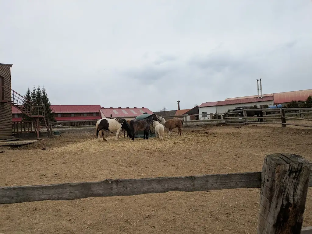 Constantin Militaru_Bohuslavice farm and horse ranch_Nové Syrovice_recensione