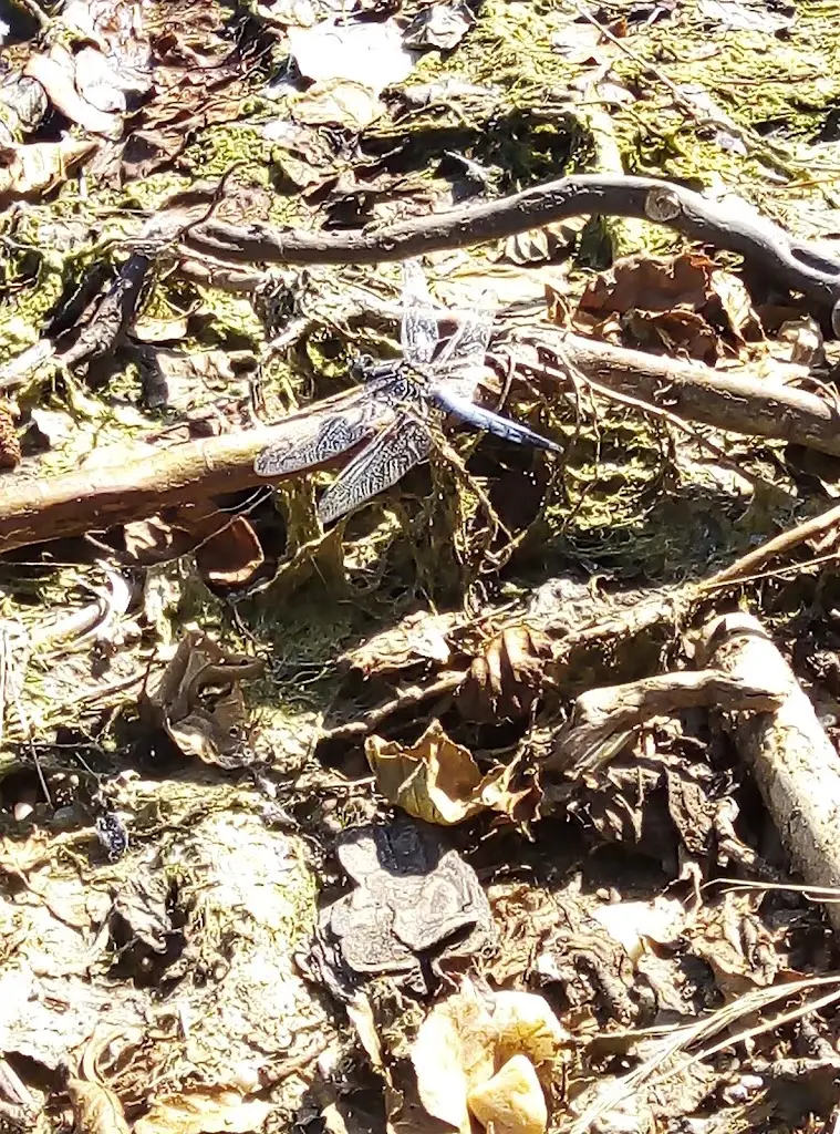 Libuse Isabella Kulich_Občerstvení Na Špici_Chlumec nad Cidlinou_review