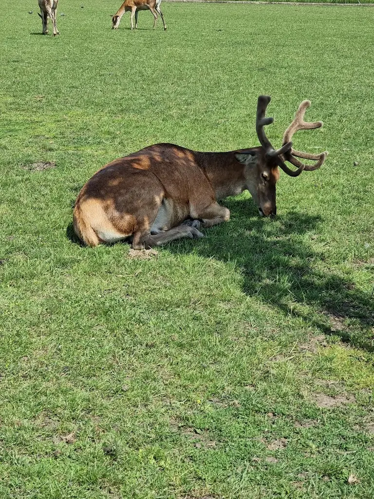Adrian Oteng-Owusu_Barešův ranč_Chlumec nad Cidlinou_review