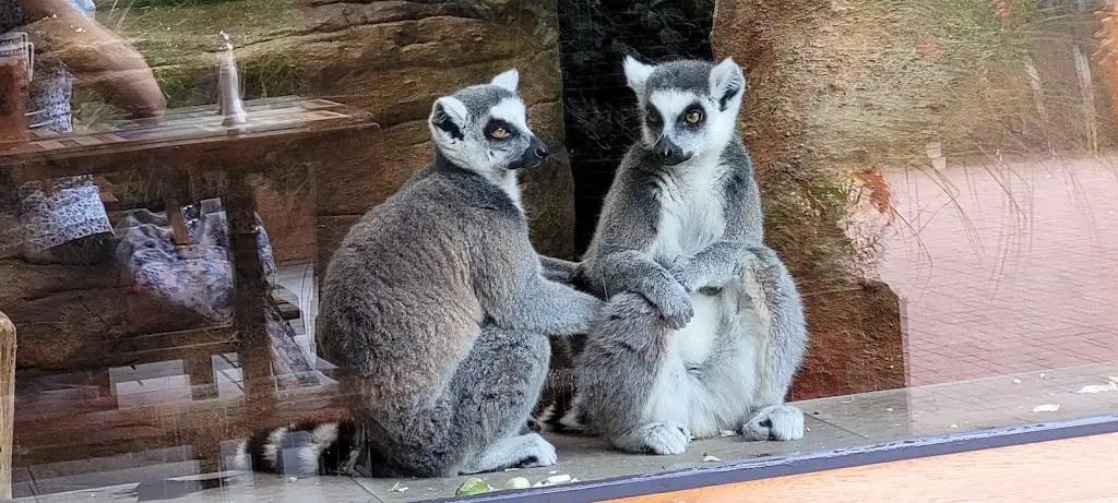 Michal Deutsch_Restaurant Lemur_Dvůr Králové nad Labem_review