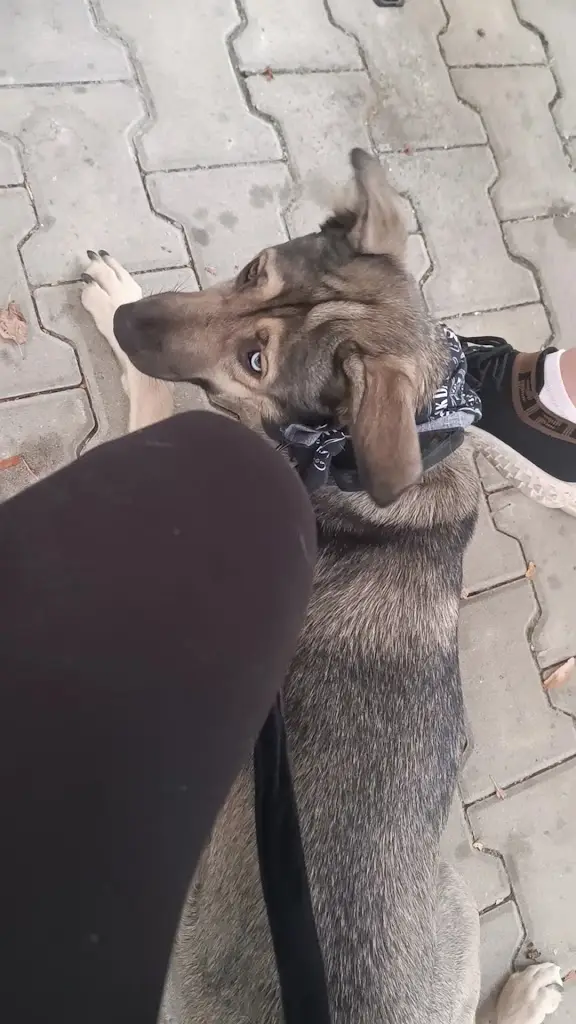 Black Dogs Pub_Dvůr Králové nad Labem_slider_image_2