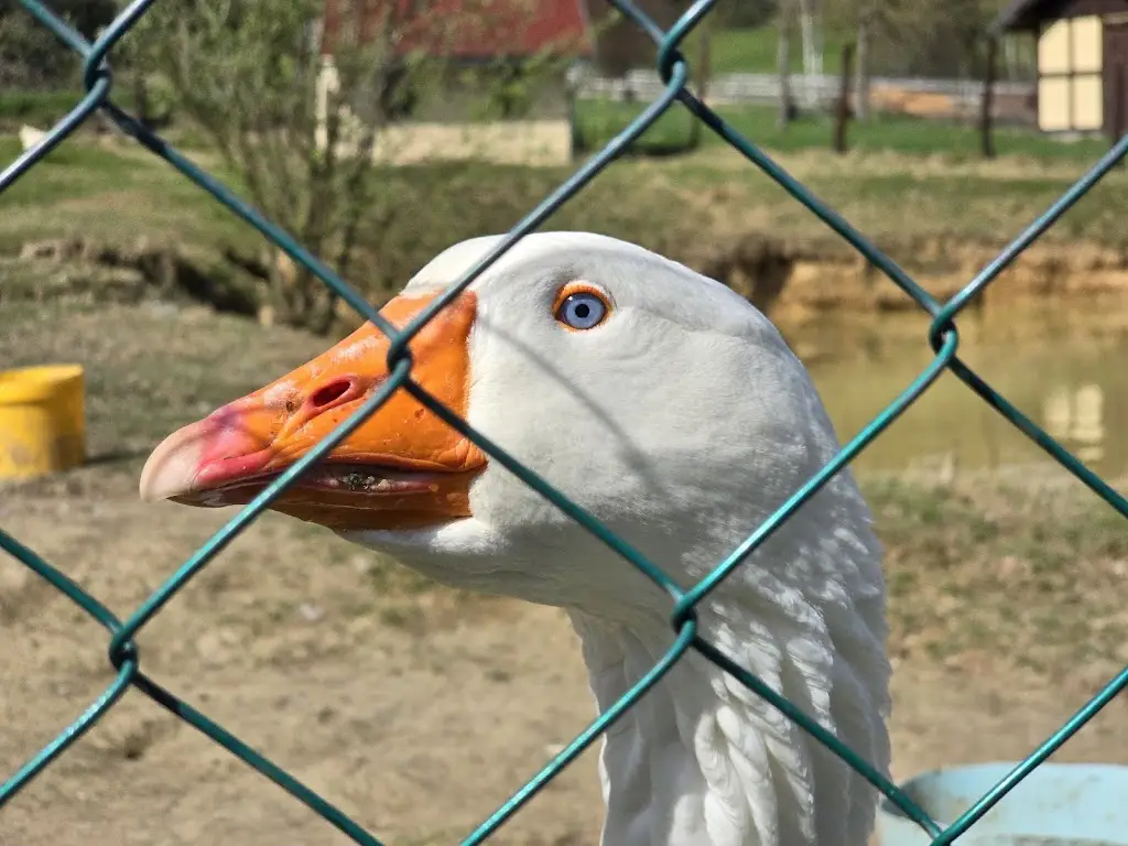 Daniel Hofman_Restaurace Malevil_Jablonné v Podještědí_review