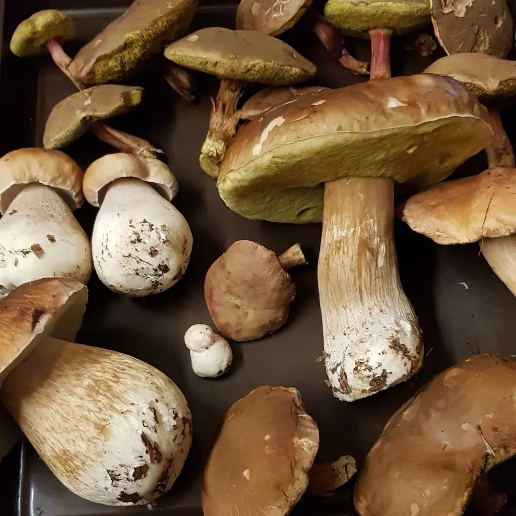 U ROZMOKLÉ ŽÁBY_Jablonné v Podještědí_slider_image_1