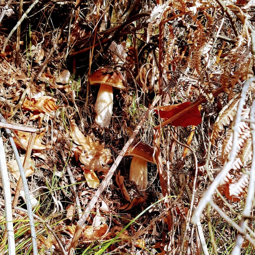 U ROZMOKLÉ ŽÁBY_Jablonné v Podještědí_slider_image_3