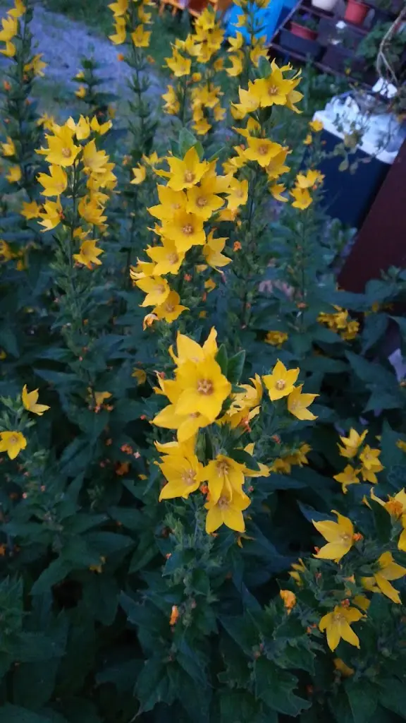 Nella Marešová_Penzion Šumava - apartmán_Horní Planá_review