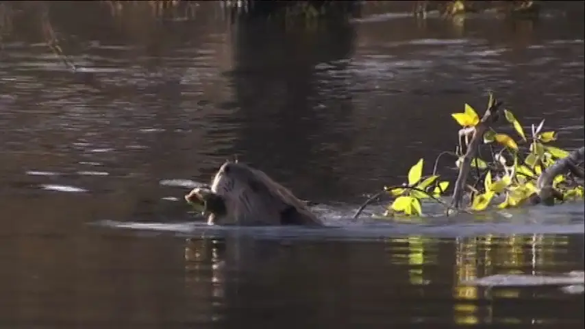 Restaurace a kavárna na náměstí_Bohumín_slider_image_2