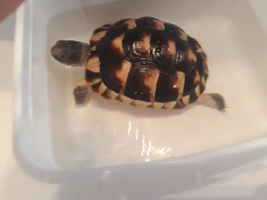 Menu_Hospůdka na Hřišti Čeladná_Čeladná_image_5