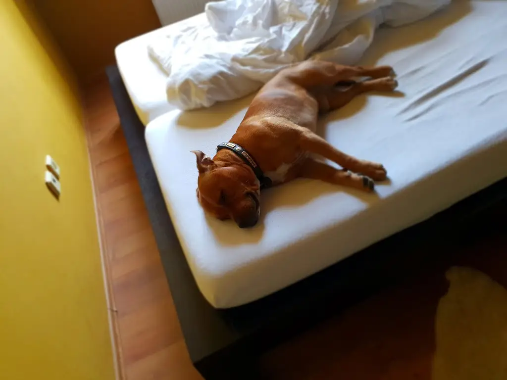 Mira John_Penzion Pod Kašnou_Frýdek-Místek_review