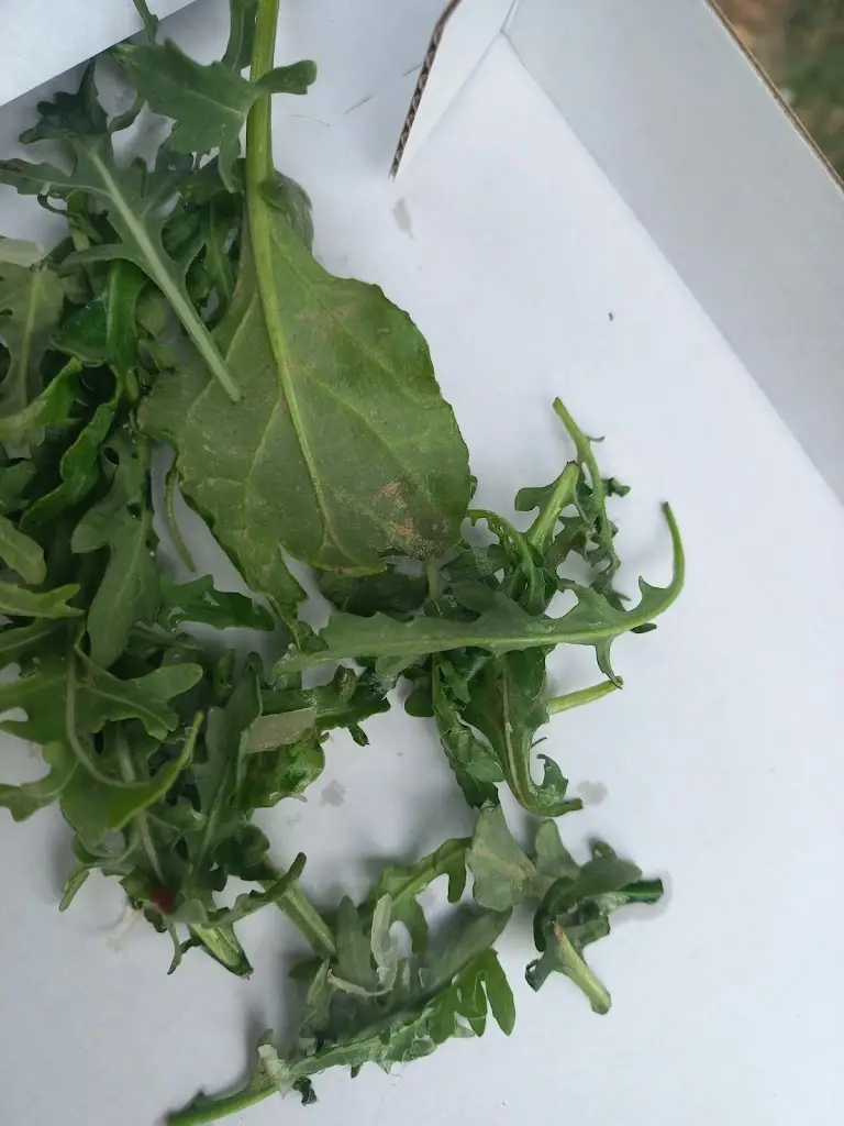 Aloušek_Pizza z pece Krnov_Krnov_review