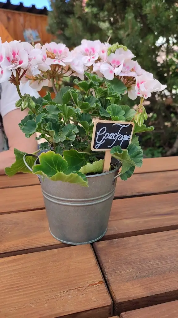 Sasa Hagerova_Ganc Fajne_Nýdek_review