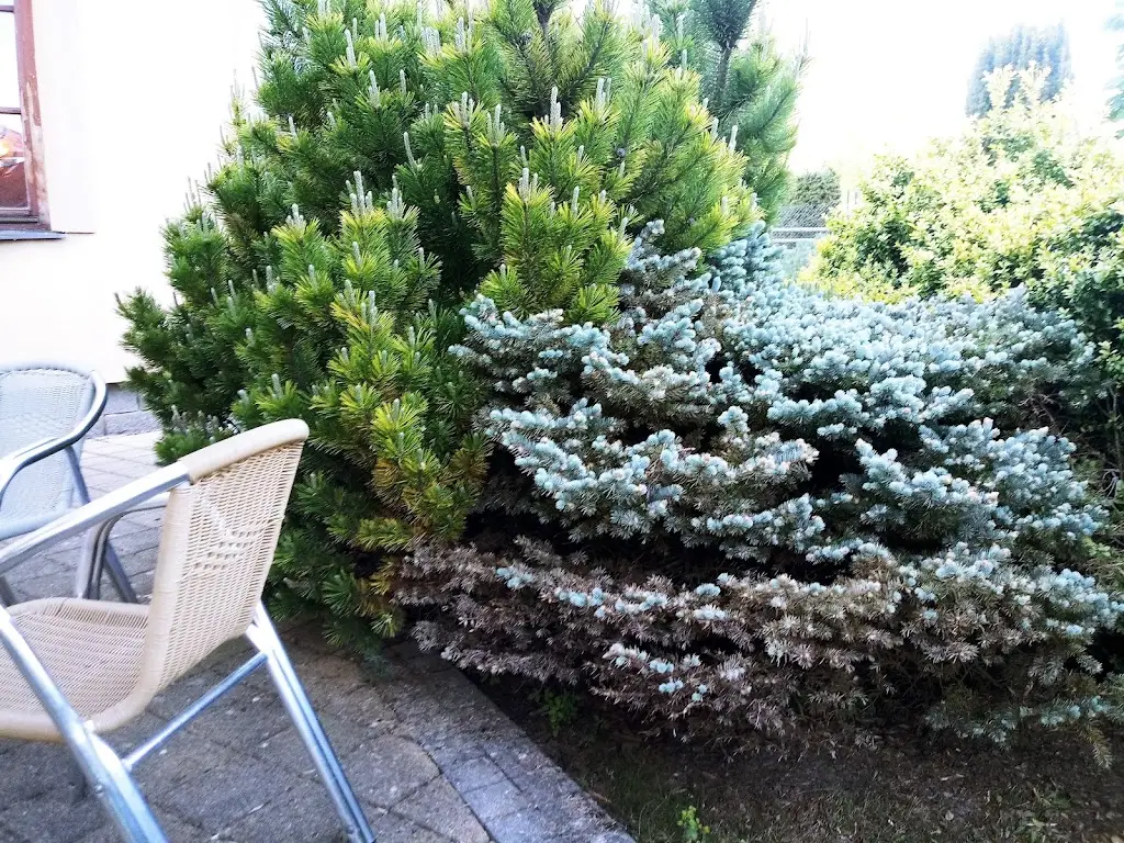 Wim Devolder_Pizzerie Pod Hrází_Holoubkov_review