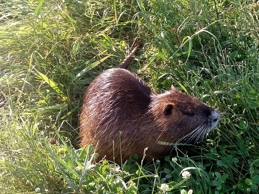 Roman Štika_Výletní Hospůdka Křižárna_Černošice_review