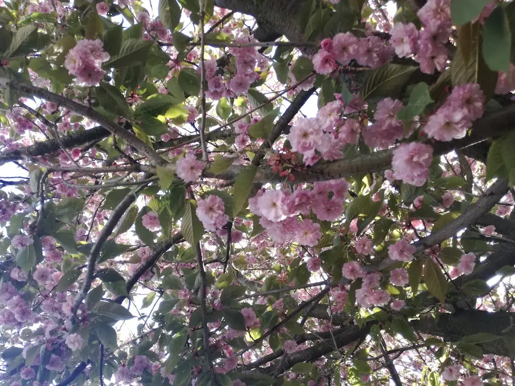 Dominika Vešelényiová_Castle in Kostelec nad Černými Lesy_Kostelec nad Černými Lesy_review