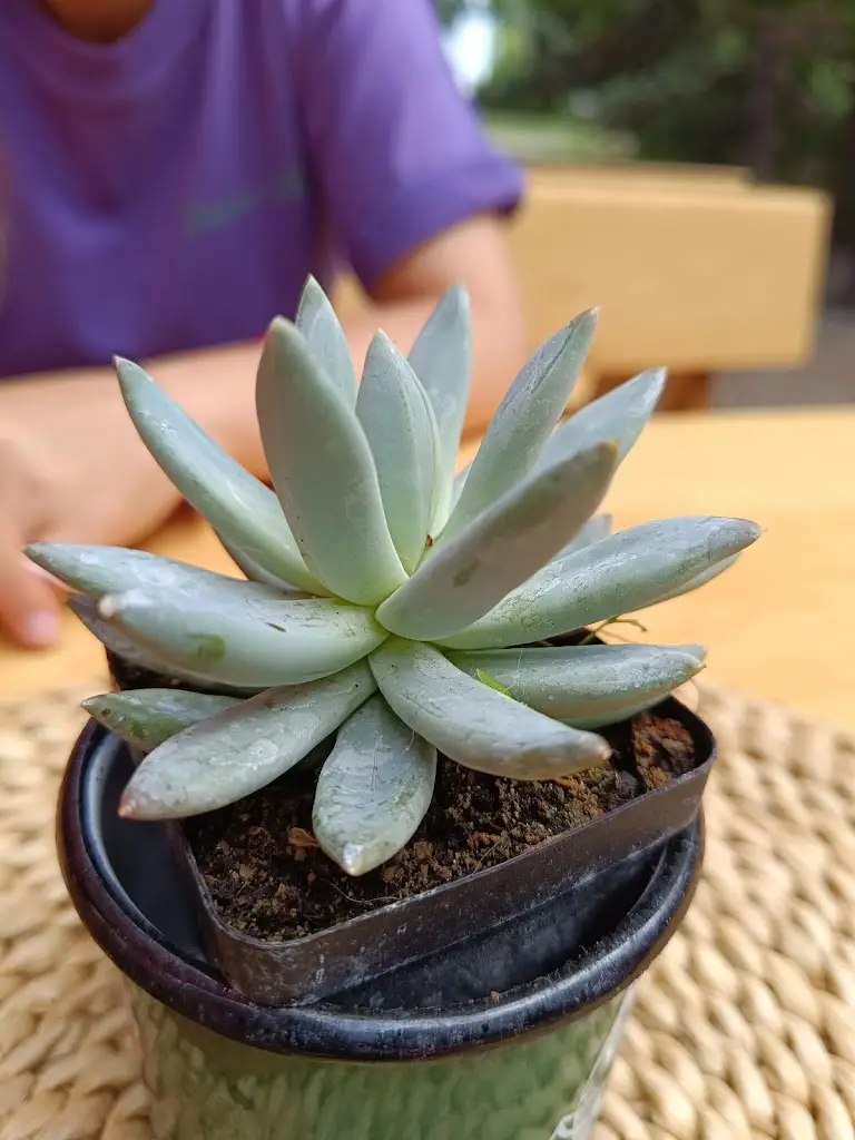 Max Sveshnikov_Mexikáno_Neratovice_review