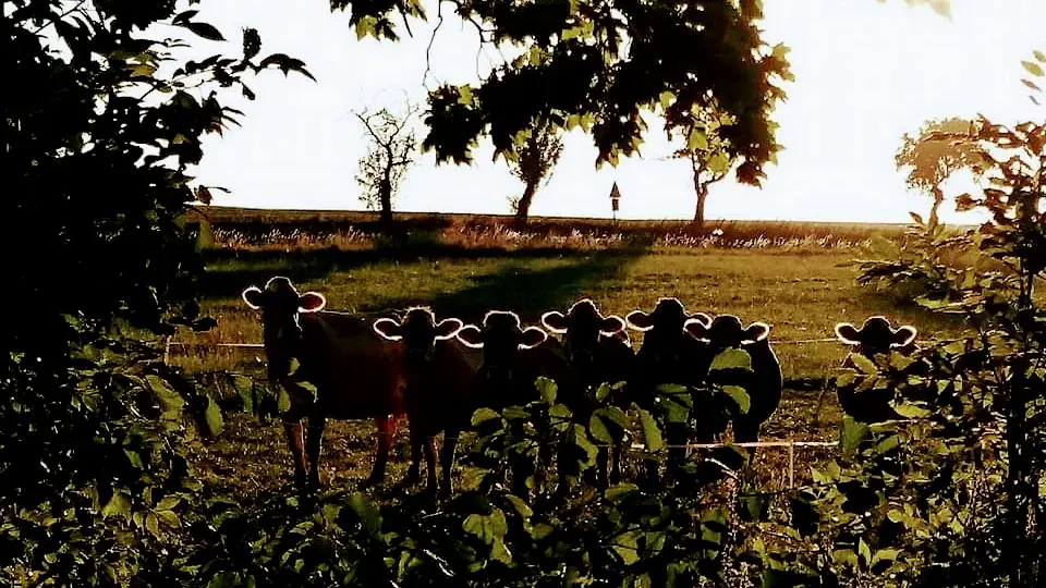 Mud Farm Ltd._Uhlířské Janovice_slider_image_3