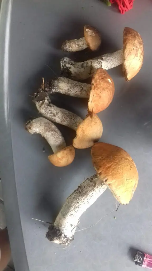 Rostislav Dvořák_Vinárna U Krbu - Martínek Jaroslav_Votice_review