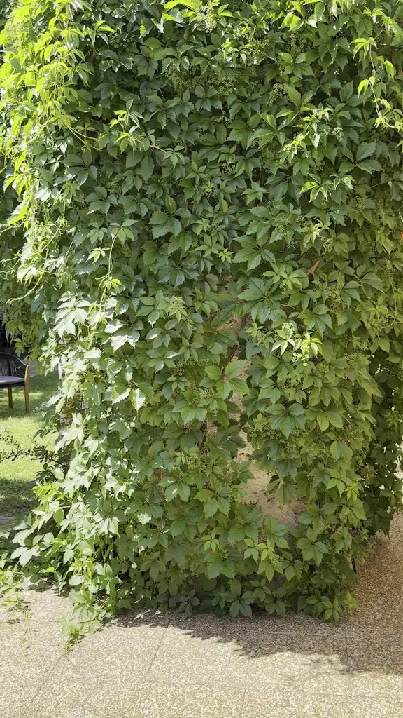 Green Garden Restaurant & Pub_Březno_slider_image_2