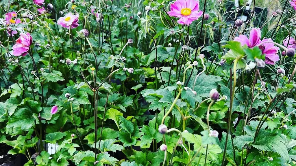 Zahradnictví, okrasná školka a realizace zahrad Lesunion a.s._Libochovice_slider_image_3