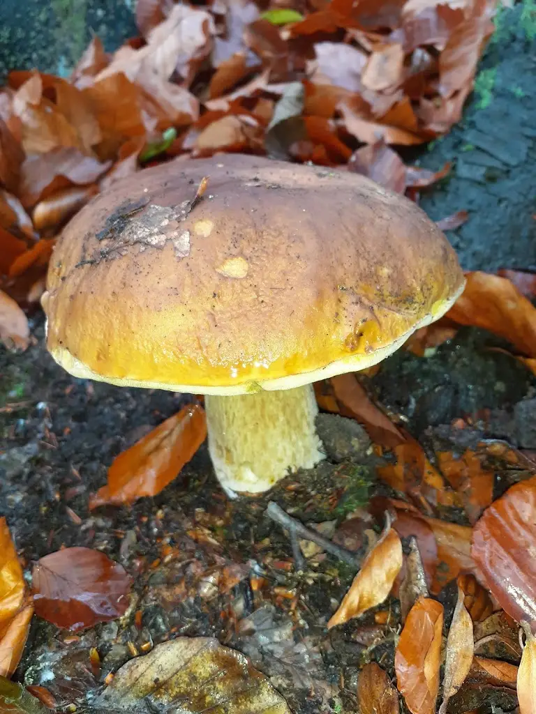 Menu_Podloubí_Litvínov_immagine_5